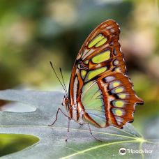 The Tropic of butterfly-埃尔讷