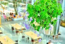 香草菲菲 芳香植物博物馆景点图片