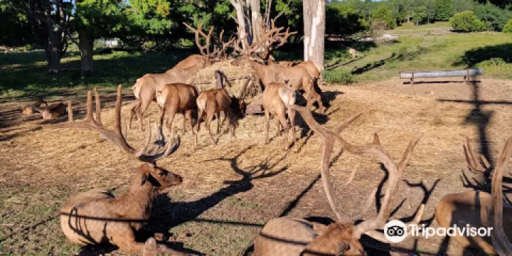 Gaylord's City Elk Park