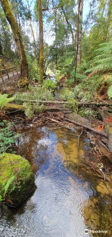 Tall Trees Walk-Mount Field