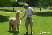 Spruce Ridge Farms景点图片