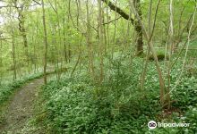 Sea Wood景点图片