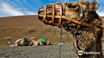 Camel Centre
