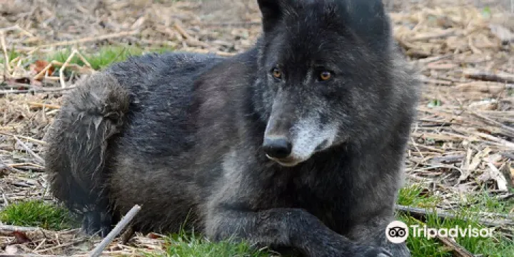 Wolf Sanctuary of PA
