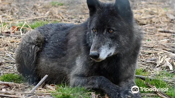 Wolf Sanctuary of PA