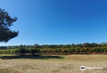 Lu Mil Vineyard景点图片