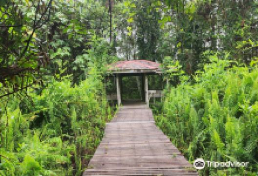 Bukit Lima Forest Park景点图片