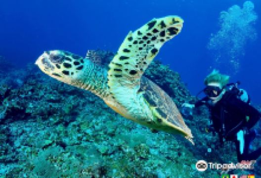 Aloha Divers Okinawa景点图片