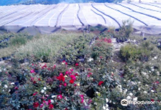 Bahong Rose Gardens景点图片