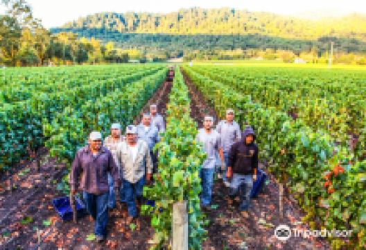 Staglin Family Vineyard景点图片