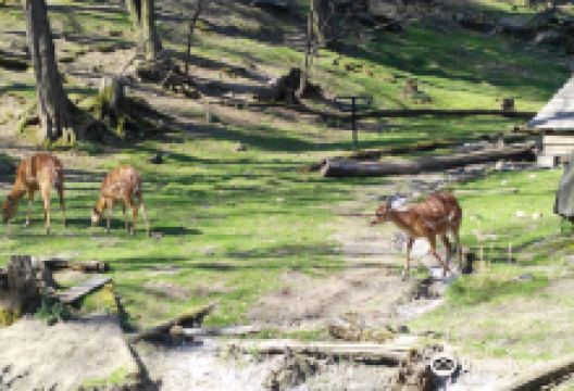 Zoo Bratislava景点图片