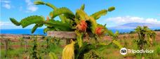 Maui Dragon Fruit Farm-茂宜县