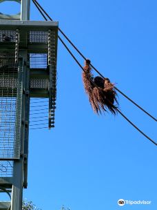 国家动物园-华盛顿