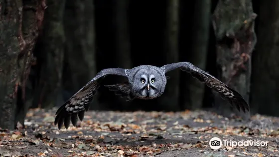 Kent Owl Academy