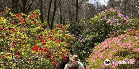 The Campbell Rododendron Gardens