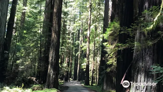 Lost Coast Scenic Drive