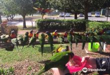Feeding Wild Rainbow Lorrikeets景点图片