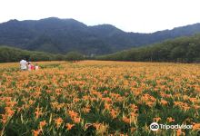 日月潭金针花海景点图片