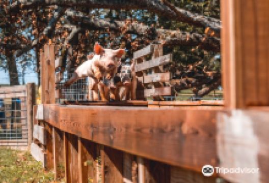 P-6 Farms景点图片