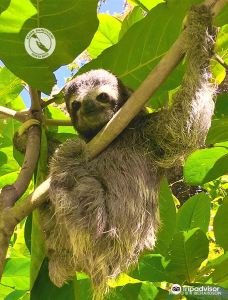 Aviarios del Caribe Sloth Sanctuary-卡惠塔