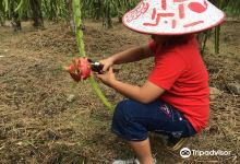 Sabila Farm景点图片