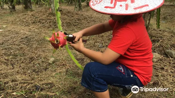 Sabila Farm