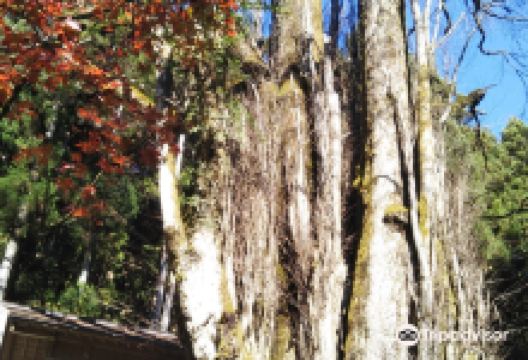 军刀利神社景点图片