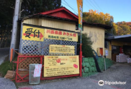 Kawanishi Farm, Orange Orchards景点图片