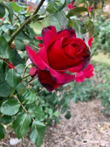 Cowra Rose Garden-考拉