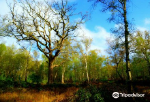 Oxhey Woods景点图片