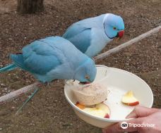 Canberra Walk in Aviary-Nicholls