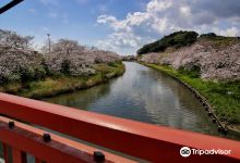 Katsumata River Cherry Blossoms景点图片