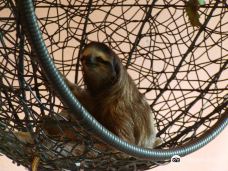 Aviarios del Caribe Sloth Sanctuary-卡惠塔
