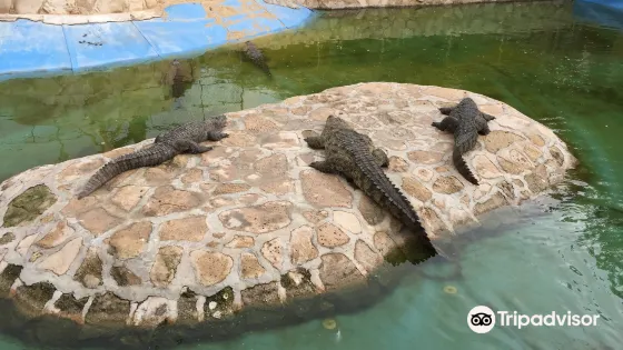 Kish Dolphin Park