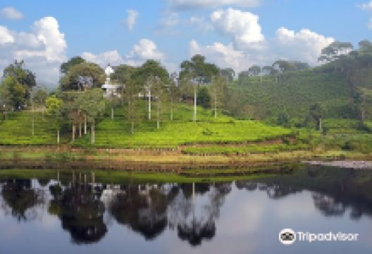 Tea Country, PTPN 8景点图片