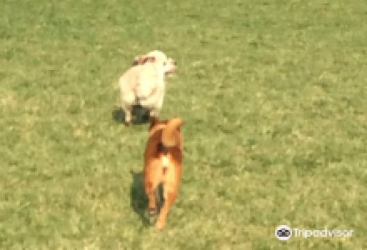 Levels Road Dog Park景点图片