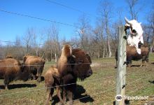 Boss Bison Ranch景点图片