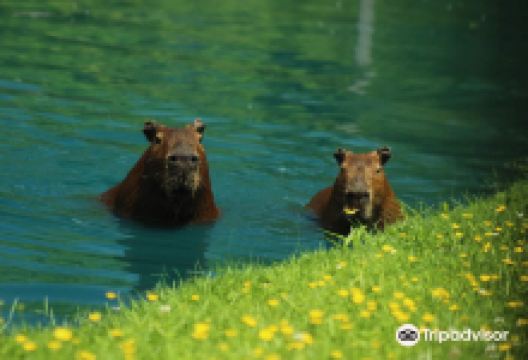 Fort Rickey Discovery Zoo景点图片