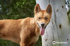 死水潭考拉和野生动物公园-Sancrox