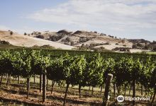 Liebichwein Winery景点图片
