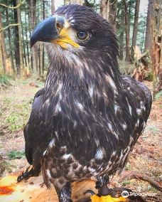 Alaska Raptor Center-锡特卡