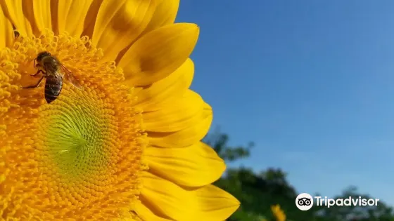 螢火蟲健康蔬菜農場