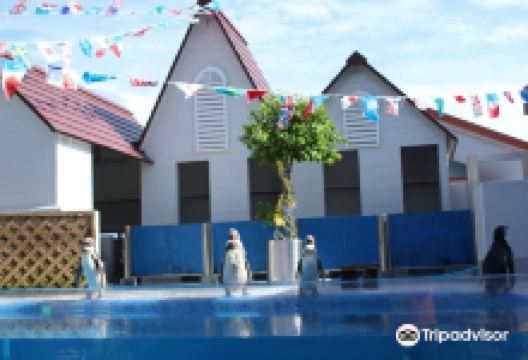 Dolphin Park景点图片