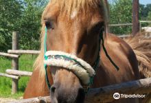 Greenranch景点图片