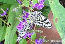 亞力山大蝴蝶生態教育農場景点图片