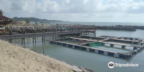 Tukik Babel Sea Turtle Hatchery