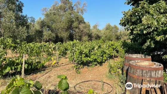 Winery Leivadiotis Corfu