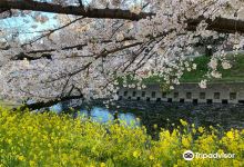 五条川 桜並木景点图片