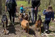Gretta's Goats at Short Leg Farm景点图片