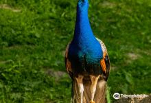 Wildpark Schwarze Berge景点图片